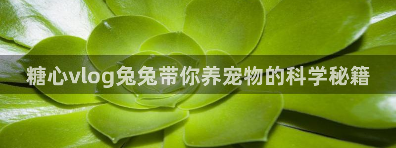 糖心vlog马甲app：糖心vlog兔兔带你养宠物的科学秘籍